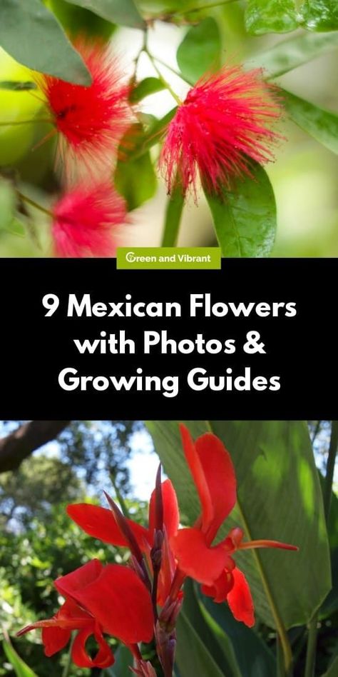 Mexican Plants, Mexican Garden, Biennial Plants, Easy Gardening, Mexican Flowers, Flowers For Sale, Specimen Trees, Illustration Product, Easy Care Plants