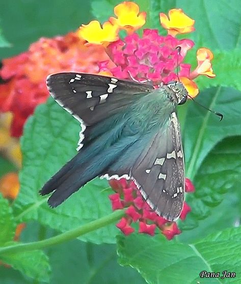 Skipper Butterfly, Nature Gifs, Butterflies Nature, Florida Garden, Types Of Butterflies, Cool Bugs, North Florida, Arthropods, Arachnids