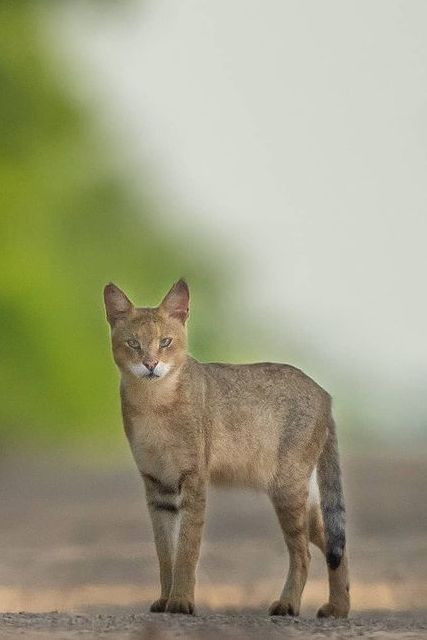 Jungle Cat (Felis chaus) / Chat de jungle / Image by urmiljhaveri (Urmil Jhaveri) from instagram Jungle Image, Jungle Images, Jungle Cats, Rainforest Animals, Cat Species, Lion Wallpaper, Jungle Cat, From Instagram, Wild Cats