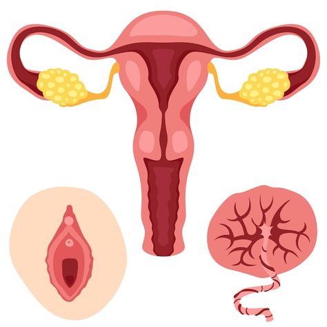 Womb Art, The Reproductive System, Medical Study, Female Reproductive System, Female Drawing, Medical Studies, Reproductive System, Female Human, Cartoon Profile Pics