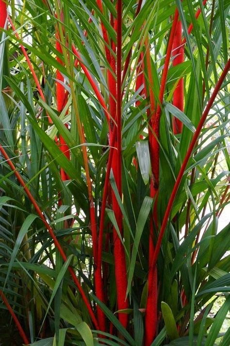 Panama Rainforest, Cyrtostachys Renda, Lipstick Palm, Balinese Garden, Palm Trees Landscaping, Tropical Landscape Design, Palm Tree Plant, Tropical Garden Design, Tropical Backyard