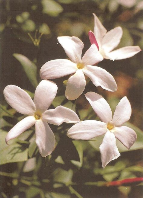 Common Jasmine, Jasminum Sambac, Aurora Sky, Star Jasmine, Jasmine Flower, Dorian Gray, Soap Company, Floral Illustrations, Japanese Art