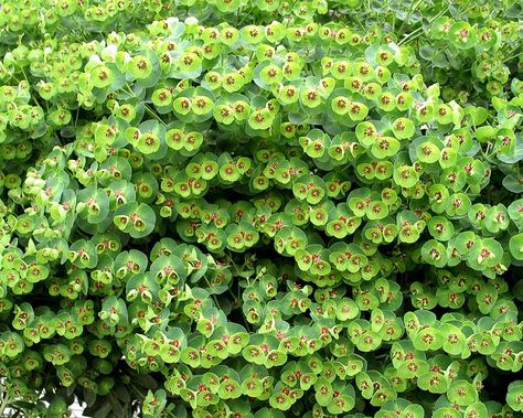 Euphorbia Martinii, Euphorbia Flower, Euphorbia Polychroma, Stachys Byzantina, Tiny Tim, Rabbit Garden, Hillside Landscaping, Gravel Garden, Planting Shrubs