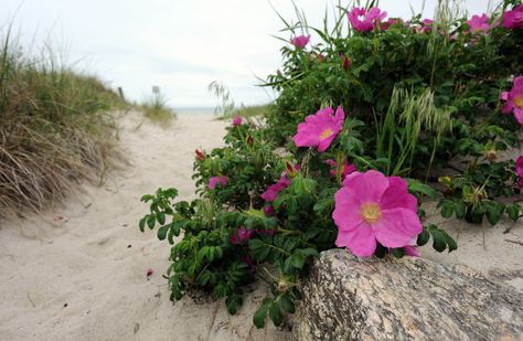 ★ℒ ★ Beach Roses, Beach House Garden, Beach Rose, England Coast, Beach Mom, Seaside Garden, Cape Cod Beaches, Beach Flowers, Constant Contact