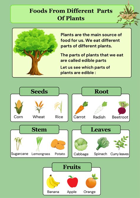 parts of plant|Food#food#field#garden#kidseducation#partsofplants#plants#nature Edible Parts Of A Plant, Part Of Plants Activities, Nutrition In Plants, Rabbit Tree, Field Garden, Vegetative Reproduction, Plants Worksheets, Planting For Kids, Plant Activities