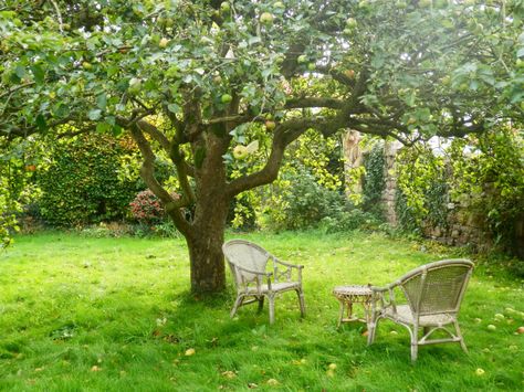 Apple Tree Care, Pruning Apple Trees, Pruning Fruit Trees, Orchard Garden, Apple Farm, Tree Of Life Tattoo, Old Orchard, Tree Care, Fruit Garden