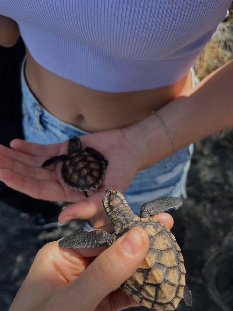 Turtle Conservation Aesthetic, Turtle Conservation Bali, Sea Turtle Volunteering, Sea Turtle Conservation, Turtle Volunteer, Marine Biology Jobs, Turtle Aesthetic, Turtle Project, Biology Jobs