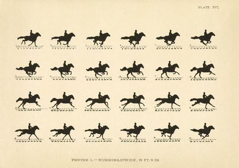 Eadweard Muybridge. The Horse in Motion as Shown by Instantaneous Photography with a Study on Animal Mechanics., 1881-1882 Horse In Motion, Eadweard Muybridge, Tuesday Tips, Equestrian Statue, Motion Photography, History Of Photography, National Gallery Of Art, National Gallery, The Horse