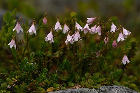 Linnea Borealis, Linnea Flower, Linnaea Borealis, Tiny Plants, Native Garden, Shade Garden, Water Garden, Flower Delivery, Amazing Gardens