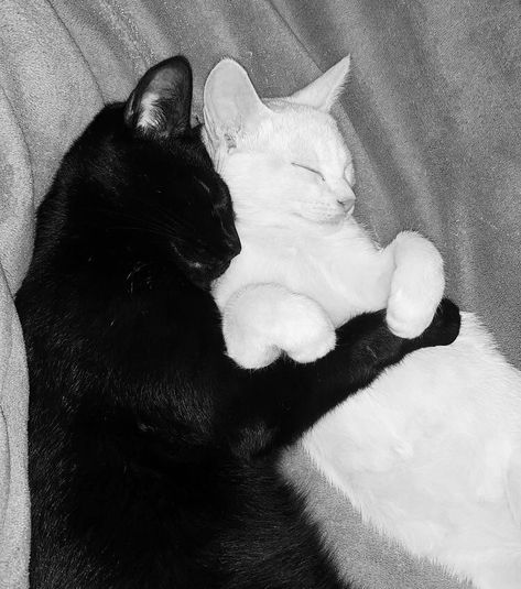 Black And White Cat Hugging, Black Cat And White Cat Together, Black And White Cat Aesthetic, Black Cat And White Cat, Two Black Cats, Jungle Aesthetic, Black And White Cats, Aesthetic Artsy, Black Cat Aesthetic