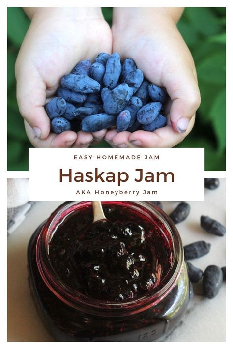 Homemade Haskap Jam (Honeyberry Jam) ~ Honeyberries are tasty fruits that come from a perennial plant in the honeysuckle family.  They taste like a cross between blueberries and grapes, and make a lovely sweet/tart jam. Haskap Jam Recipe, Honeyberry Jam, Haskap Recipes, Haskap Jam, Haskap Berry, Honey Berry, Jam Canning, Jam Maker, Canning Jam Recipes