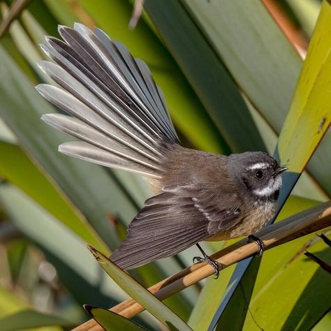 Fantail showing off its fan sitting on a flax plant Fantail Bird, Nz Bird Tattoo, Nz Fantail, New Zealand Birds Drawings, Nz Birds, New Zealand Fantail, Tui Bird, Native Nz Birds, Kiwi Bird