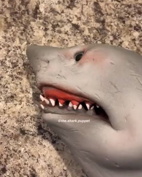 🦈 @the.shark.puppet 🤣 swipe for more Shark Puppet, The Shark, Garden Toys, Best Funny Pictures, Going Crazy, Popular Memes, Puppets, Dankest Memes, Dumb And Dumber