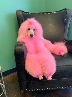 Poodle Colors, Fursona Ideas, Dog Hair Dye, Character Builder, Dog Dye, Dog Grooming Styles, Poodle Cuts, Creative Grooming, Disabled Dog