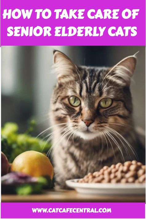 🐱😻 Keep your senior kitty purring with joy with these essential care tips! #SeniorCatCare #ElderlyCats #CatLovers Senior Cat Care Tips, Senior Cat Food, Senior Cat Care, Hypoallergenic Cats, Cat Diet, Diy Cat Toys, Adoption Stories, Older Cats, Pet Water Fountain