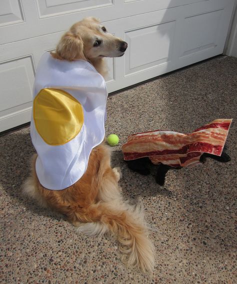 Bacon and Egg: I need a dog or two... Bacon And Eggs Costume, Egg Costume, Dear World, Today Is My Birthday, Cute Dog Pictures, Happy Birthday To Me, Dog Halloween Costumes, Dog Costumes, Crazy Dog