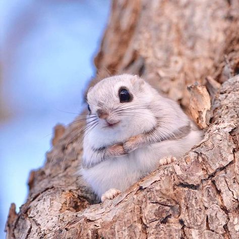 Just a fluffy ball of cuteness to brighten your day ❤️ Japanese dwarf flying squirrels (Pteromys momonga) are highly active at night. This is when they will feed, mate and play, while they spend the days resting in holes in trees. #EarthCaputre by osax.co via instagram Japanese Flying Squirrel, Flying Squirrels, Tattoo Nature, Animals Tattoo, Wallpaper Aesthetics, Cute Small Animals, Flying Squirrel, Funny Animal Photos, Cute Wild Animals