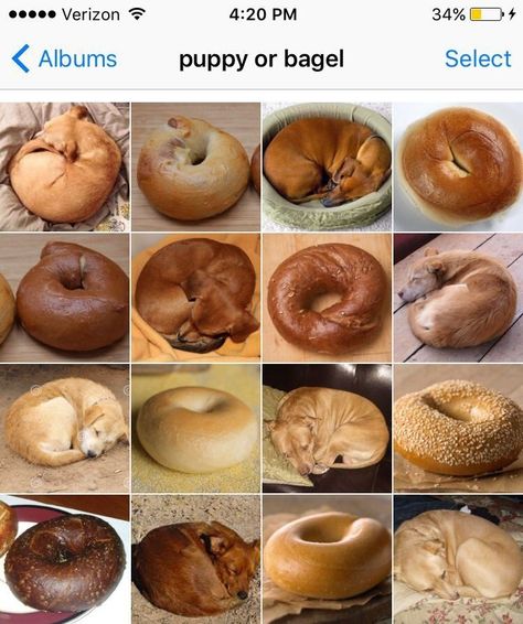 Welcome to the "Animal" or "Food/Object" Mega Post! | "One of these things is not like the other!" | You've probably seen the "Puppy or Bagel?" photo by now. No? What about "Chihuahua or Muffin?" C'mon, these things are internet gold. Turns out there's one single person to thank for them all... or most of them, anyway. Her name is Karen Zack and she's clearly a gift to us all. Check out the best of her creations below. Food Memes, Sleeping Puppies, 웃긴 사진, Memes Humor, Single Person, Food Humor, Labradoodle, Bagels, Dog Memes