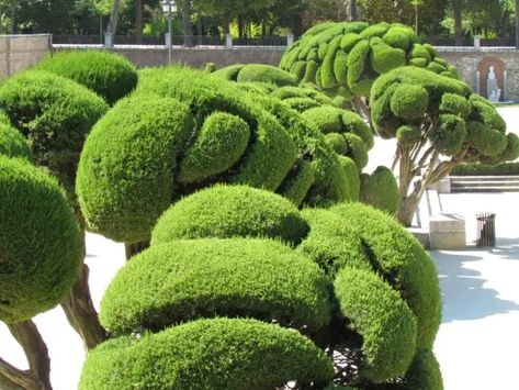 Cloud Pruning, Boxwood Bush, Topiary Garden, Japan Garden, Hedge Trimmers, Top Soil, Evergreen Shrubs, Garden Trees, Landscaping Plants