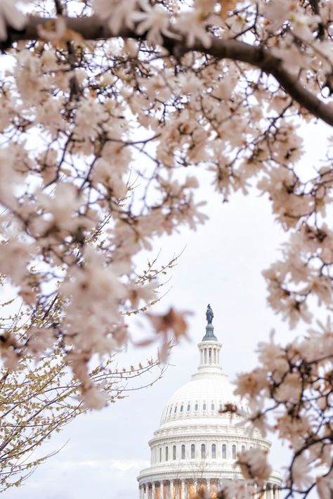 The US Capitol - abpan Visit Dc, Cherry Blossom Festival, Us Capitol, Capitol Hill, Beautiful Sunrise, In Full Bloom, Start The Day, Spring Break, Photo Printing