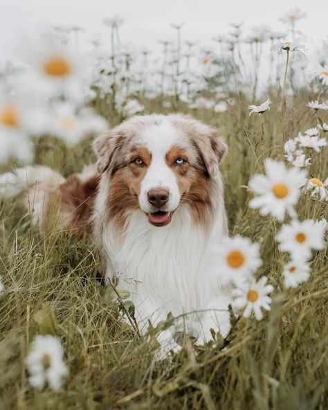 Preppy Australian Shepherd, Two Australian Shepherds, Aussie Shepherd Aesthetic, Australian Shepherd Color Chart, Aesthetic Australian Shepherd, Australian Shepherd Puppy Aesthetic, Mini Aussie Full Grown, Australian Shepherd Aesthetic, Aussie Aesthetic