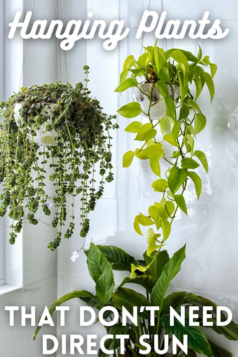 Hanging Plant Baskets Indoor, Hanging Plants In Front Of Window Ideas, Corner Hanging Plants Indoor, Hanging Basket Ideas Indoor, Cascading House Plants, Low Light Hanging Indoor Plants, Creeping Jenny Hanging Basket, Hanging Plants In Front Of Window, Ceiling Plants