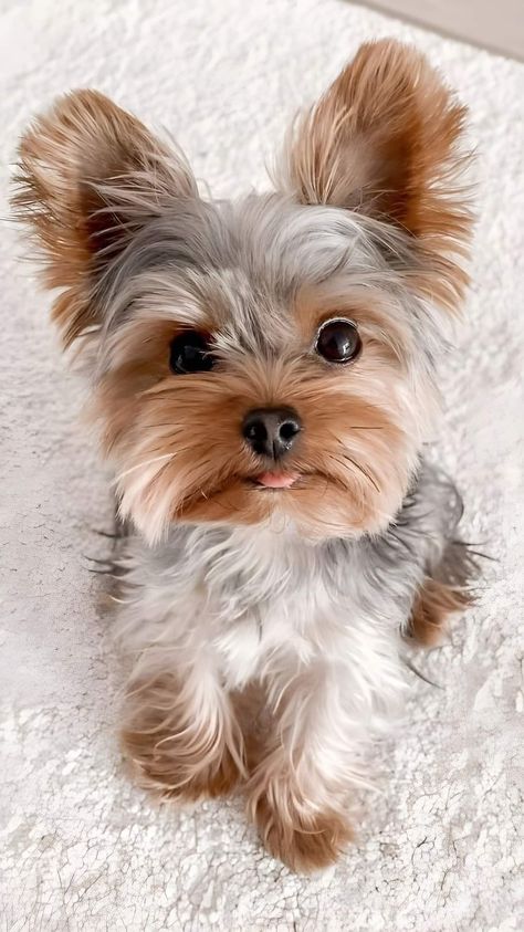 Yorkie Puppy Care, Mini Yorkie, Cute Puppy Photos, Biewer Yorkie, Yorkie Terrier, Silky Terrier, Yorkie Poo, Very Cute Dogs, Yorkie Dogs