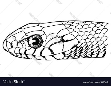 Face Drawing Front View, Snake Face Drawing, Drawing Of Face, Snake Face, Snake Drawing, Drawing Challenge, Front View, Art Google, Face Art