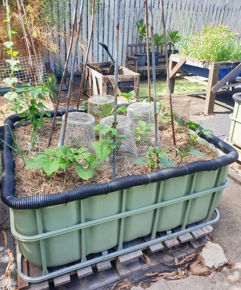 How to Make an IBC Wicking Bed - 2 Ways - Self Sufficient Me Water Tank Garden, Wicking Garden Bed, Watering Raised Garden Beds, Poly Tunnel, Garden Basics, Flower Pot Hanger, Gardening In Containers, Raised Bed Gardens, Garden Raised Beds