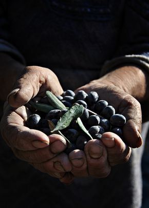 Olive Harvesting, Olive Tree Care, Season Decorations, Olive Oil Packaging, Diy Christmas Decor Ideas, Provence Garden, Olive Harvest, Christmas Decorations Diy, Diy Christmas Decor