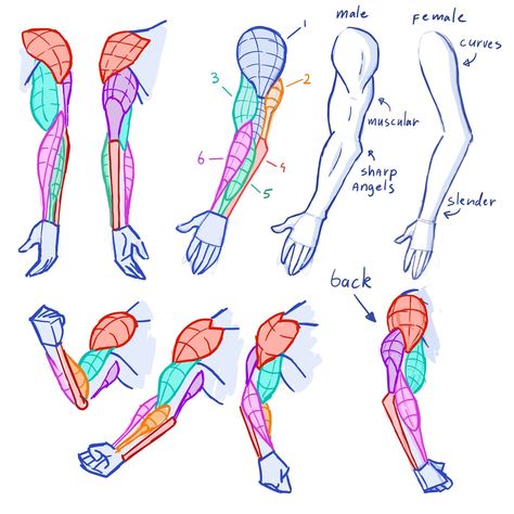 Arm Anatomy, Arm Drawing, Anatomy Tutorial, Body Drawing Tutorial, Human Anatomy Drawing, Muscle Anatomy, Hand Drawing Reference, Human Anatomy Art, Anatomy Sketches