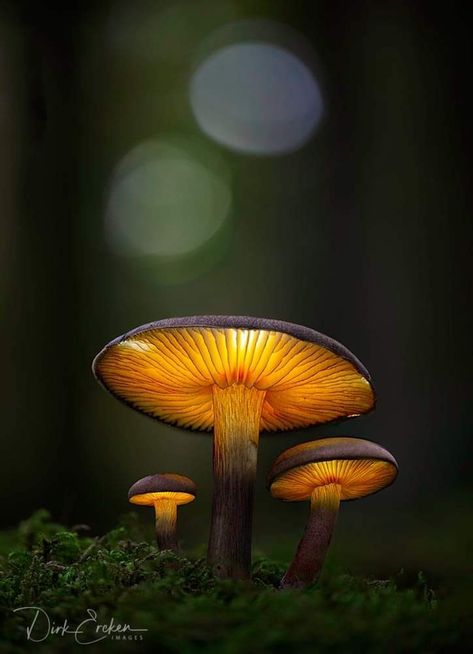 Photography Mushroom, Mushroom Fungi, Nature Study, Macro Photography, Beautiful Photography, Bird Bath, Make Me Smile, Dandelion, Street Art