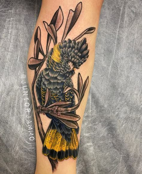 Australian Traditional Tattoo, Indigenous Australian Tattoo, Australian Native Bird Tattoo, Black Cockatoo Tattoo, Australian Animal Tattoo Sleeve, Kookaburra Tattoo, Cockatoo Tattoo, Red Tail Black Cockatoo Tattoo, Tattoo Bible