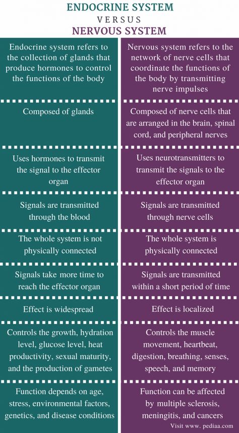 Difference Between Endocrine and Nervous System | Definition, Characteristics, Function Endocrine System Hormones, Endocrine System Nursing, Nervous System Anatomy, Emt Study, Biochemistry Notes, Human Nervous System, Peripheral Nervous System, Nursing School Motivation, Basic Anatomy And Physiology