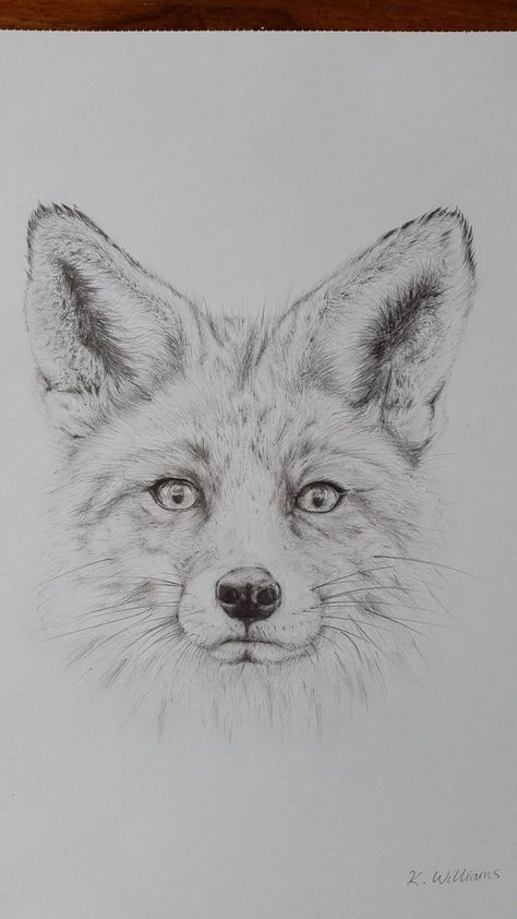 Fox Pencil Drawing, Fox Drawing Sketches, Fox Sketch, Grey Scale, Etch A Sketch, Pencil Drawings Of Animals, Art Fox, Fox Drawing, Fairy Drawings