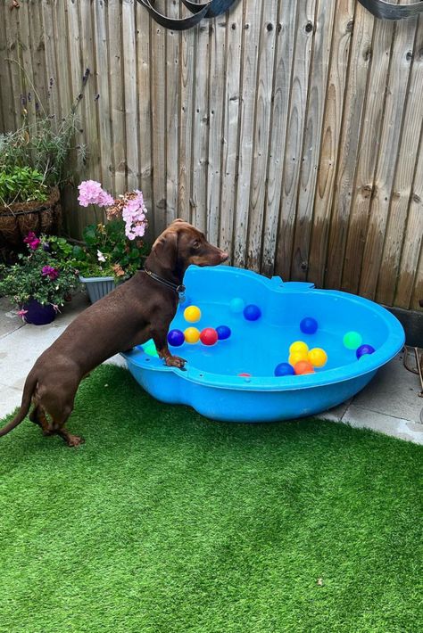 Dog Backyard Playground, Dog Water Station, Dog Areas In Backyard, Shire Garden, Dog Yard Ideas, Pet Friendly Backyard, Playground Backyard Diy, Pet Friendly Yard, Outdoor Dog Area