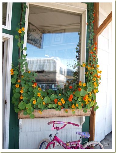 Landscaping Flowers, Window Boxes, Grateful Heart, Garden Cottage, Window Box, Balcony Garden, Oregon Coast, Saturday Morning, Front Garden