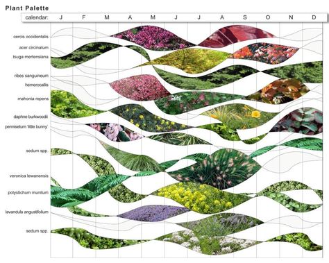 Planting Palette Landscape Architecture, Plant List Landscape Design, Plant Palette Landscape Architecture, Landscape Architecture Color Palette, Plant Timeline, Garden Diagram, Plant Pallet, Landscape Presentation, Planting Palette