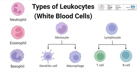 Types of Leukocytes with Structure, Functions, Diagrams Moon And Star Quotes, Reactive Oxygen Species, B Cell, White Blood, Biology Notes, T Cell, White Blood Cells, Molecular Biology, Things Under A Microscope