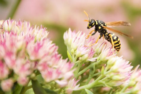 Plant away the sting: Repel yellow jackets and wasps naturally with these fragrant flowers, herbs, and plants in your garden. Autumn Joy Sedum, Yellow Jacket Wasp, Get Rid Of Wasps, Citronella Plant, December Birth Flower, November Birth Flower, Herbs And Plants, Sunflowers And Daisies, Nature Autumn