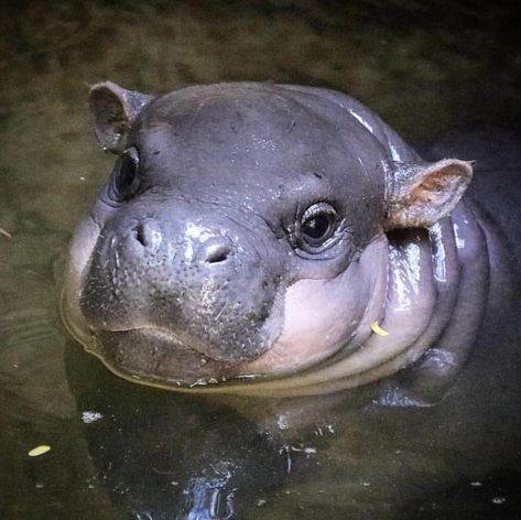 Baby Hippopotamus, Baby Animal Drawings, Cute Hippo, Baby Animals Pictures, Clint Barton, Baby Animals Funny, Hippopotamus, Cute Animal Pictures