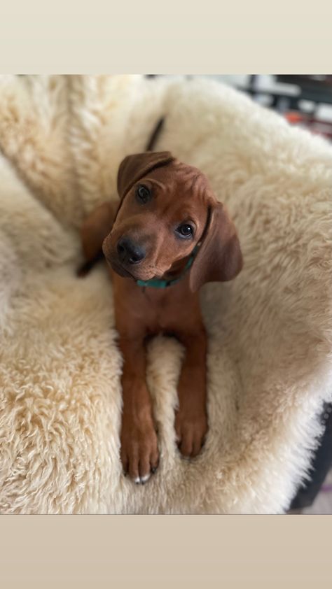 Rhodesian Ridgeback Puppy, Rodesien Ridgeback, Ridgeback Puppy, Rhodesian Ridgeback Puppies, Ridgeback Dog, Puppy Dog Pictures, Rhodesian Ridgeback Dog, Cute Dog Photos, Dream Dog