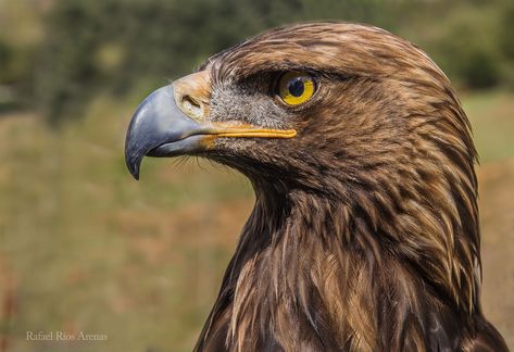 Aguila Real Mexicana Dove Flying, Aigle Royal, Golden Eagle, Sacred Geometry, Bald Eagle, Eagles, Art Reference, Concept Art, Art Drawings