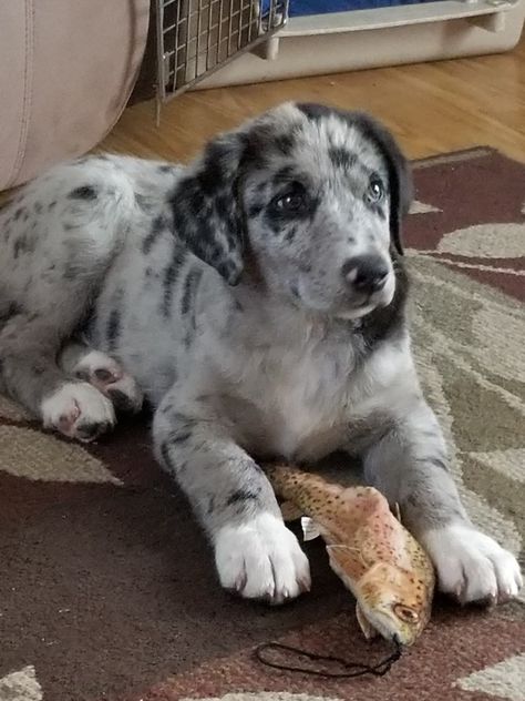 Lab, Australian shepherd, border collie, bernese mt dog mix Lab Australian Shepherd Mix Dogs, Australian Shepherd Lab Mix, Australian Shepard Mix, Border Collie Lab Mix, Australian Shepherd Border Collie, Lab Mix Puppies, Labrador Mix, Shepherd Mix Dog, Australian Kelpie