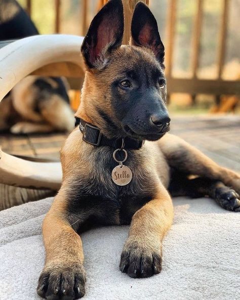 Belgian Malinois Puppies, Belgium Malinois, Malinois Puppies, Belgian Malinois Dog, Malinois Dog, Dog Training Treats, Belgian Shepherd, Belgian Malinois, Dog Images