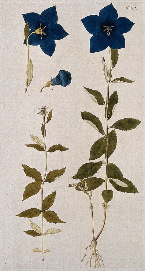 Balloon flower or Chinese bellflower (Platycodon grandiflorus) 1776. Coloured engraving after F. von Scheidl. Image and text information courtesy Wellcome Collection. CC BY Platycodon Balloon Flowers, Balloon Flower Drawing, Balloon Flower Tattoo, Bellflower Drawing, Chinese Bellflower, Platycodon Grandiflorus, Flower Print Pattern, Wellcome Collection, Plum Tree