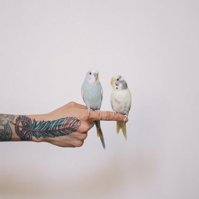 of paper and things: enjoy | happy weekend White Parakeet, Two Birds, Little Bird, Happy Weekend, Bird Feathers, Love Birds, Beautiful Birds, Animal Kingdom, Animal Lover