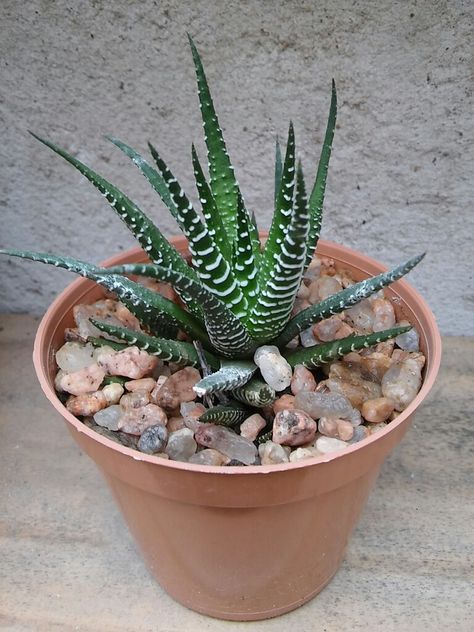 Hawortia Hawthoria Succulent, Dr Bedroom, Succulent Landscaping, Succulent Gardening, Succulents Indoor, Succulent Plant, Succulents Garden, Planting Succulents, Indoor Plants