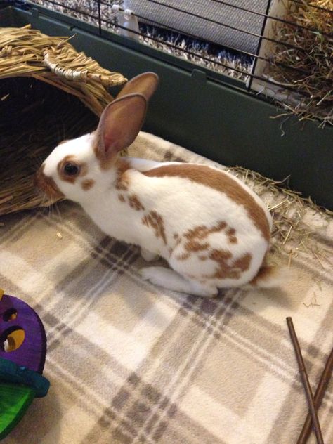 English spot rabbit. Cute!! English Spot Bunny, Spotted Rabbit, English Spot Rabbit, Rabbit Breeds, Hunny Bunny, Fox Dog, Indoor Rabbit, Bunny Care, Cute Posts