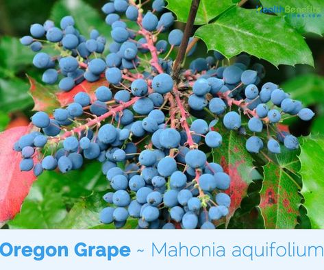 Health benefits of Oregon Grape Grapes Benefits, Oregon Grape, Foraging Recipes, Grape Recipes, Alternative Healing, Liver Health, What To Make, Nutrient Dense, Digestive Health